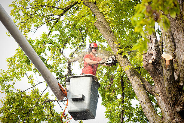 Best Tree Removal Near Me  in Florissant, MO